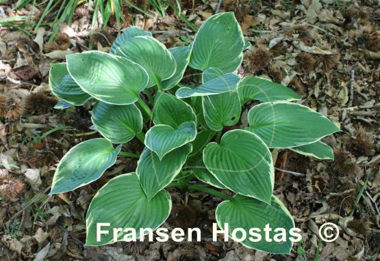 Hosta Shirley Vaughn